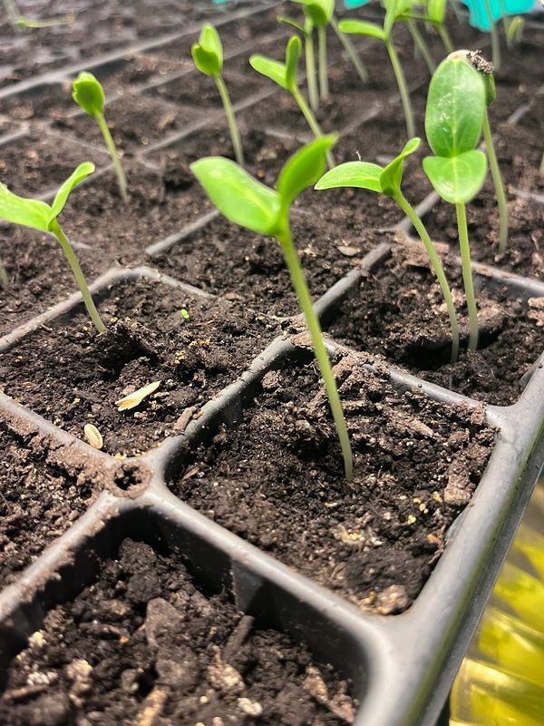 Young seedlings sprouting in soil trays.