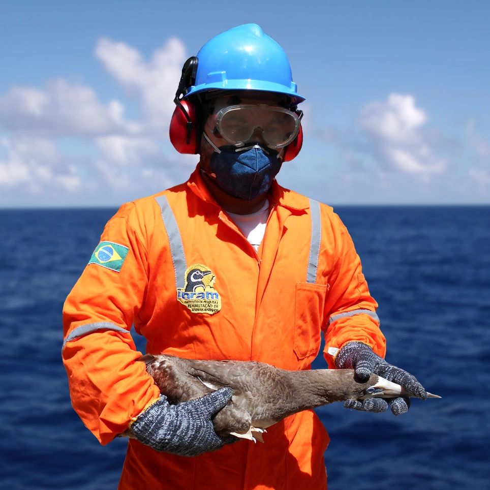 Técnico do IPRAM vestindo equipamentos de proteção individual, segurando um atobá-pardo, com o ocean