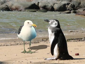 Uma gaivota e um pinguim na beira da praia.