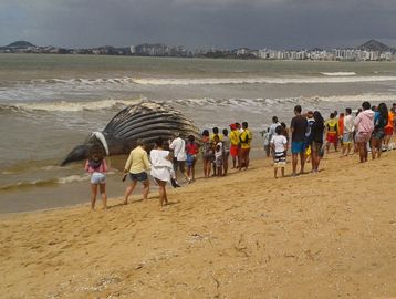 Várias pessoas ao redor de uma grande carcaça de baleia.