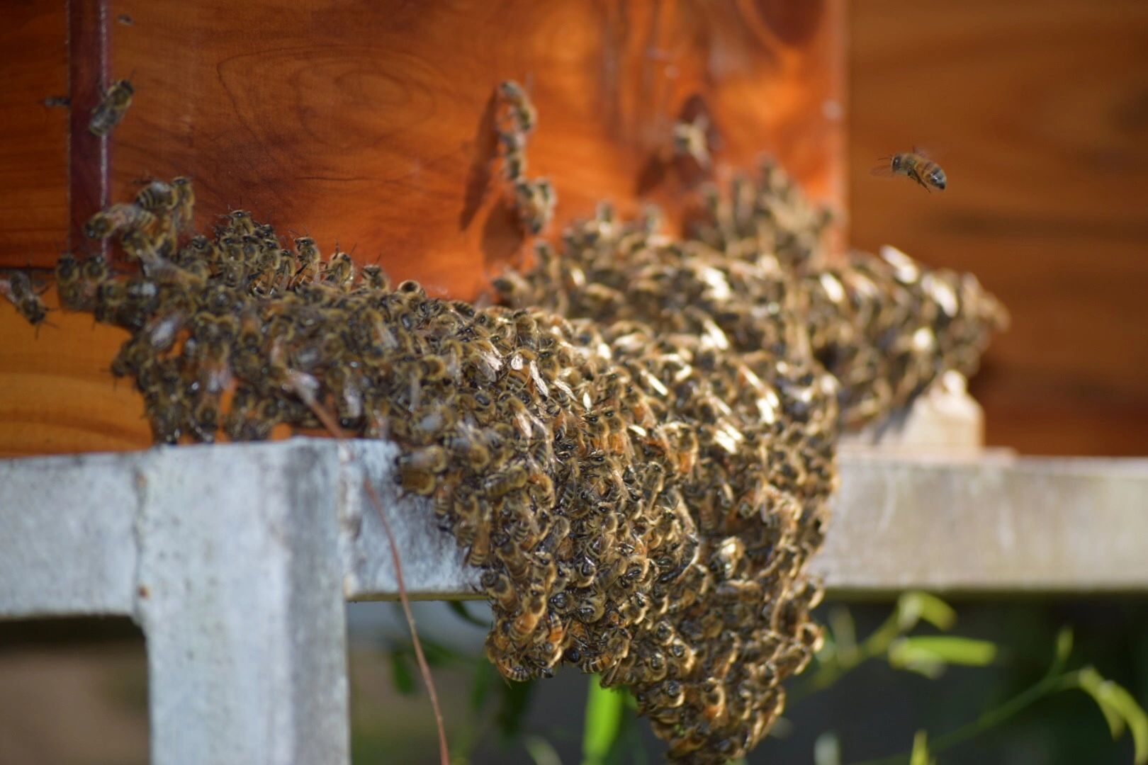 beekeeping-equipment-bee-gold-honey