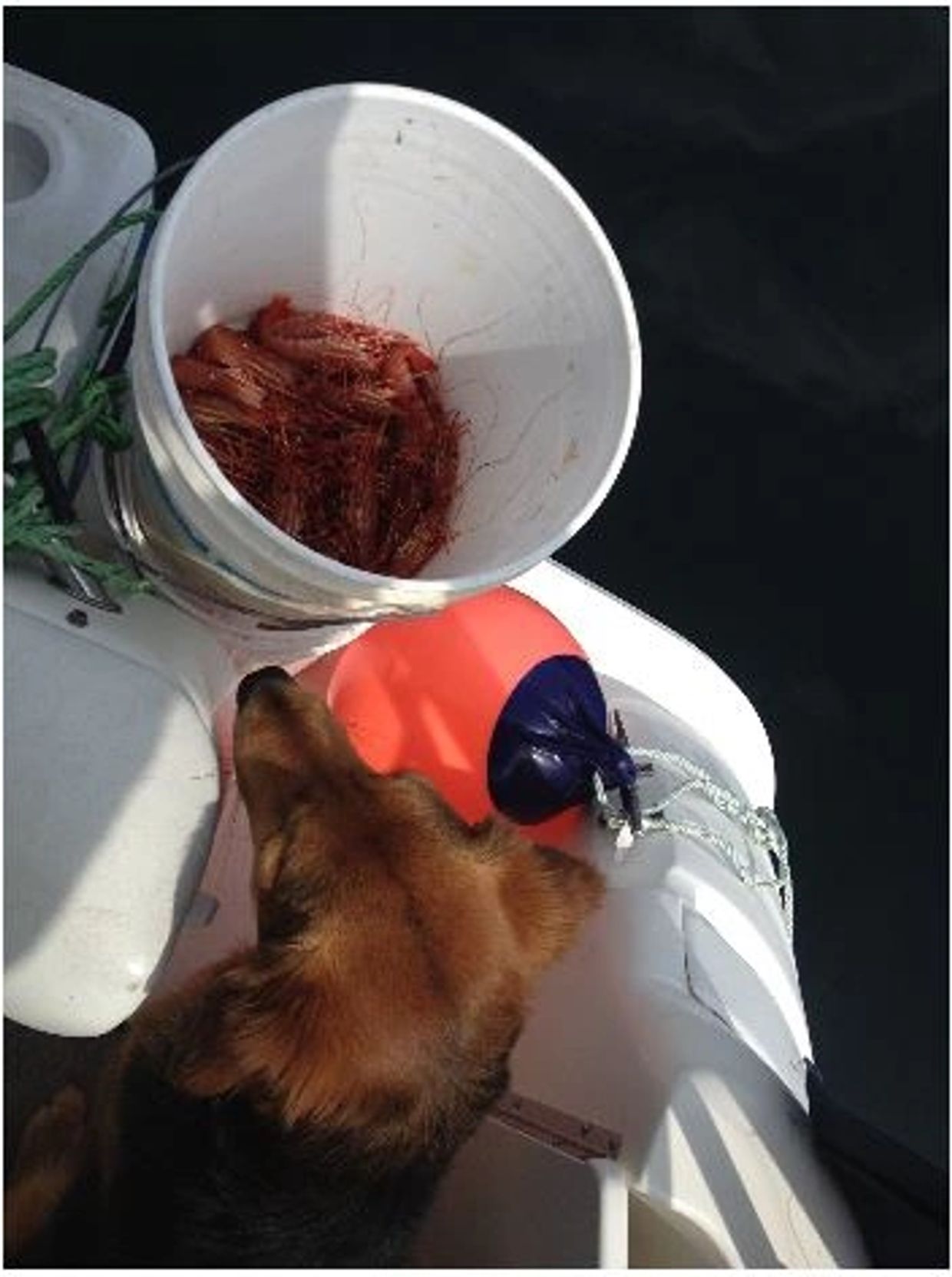 Dog looking at a bucket of shrimp on a boat.