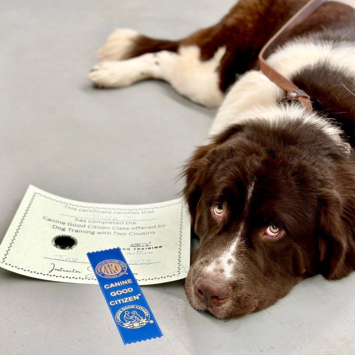 Learn more about our dog breeder program in Ohio. Offering Sheepadoodle puppies, Newfypoo & Newfies