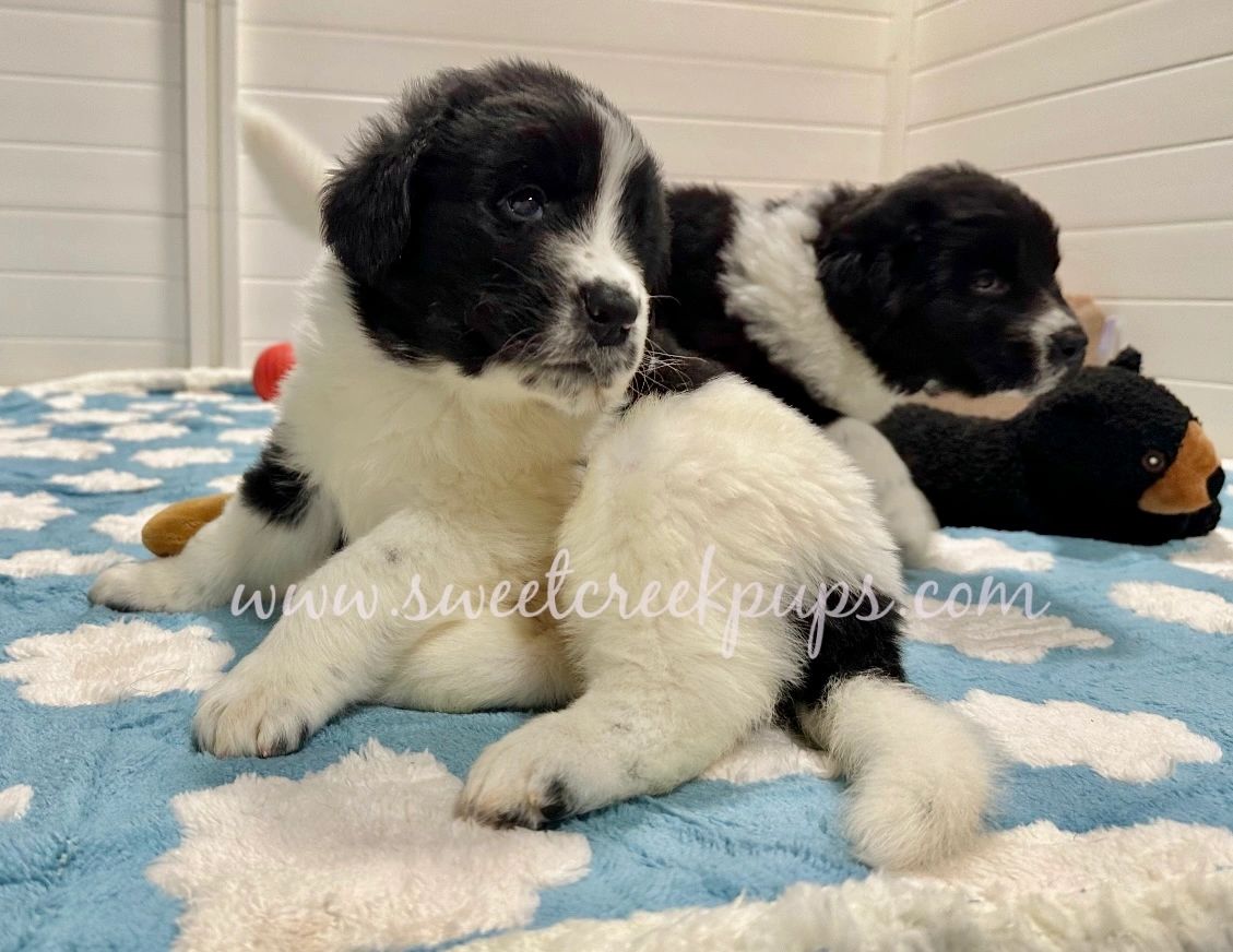 AKC Newfoundland puppies family raised in Ohio. Gooddog preferred breeder. Newfie landseer puppy