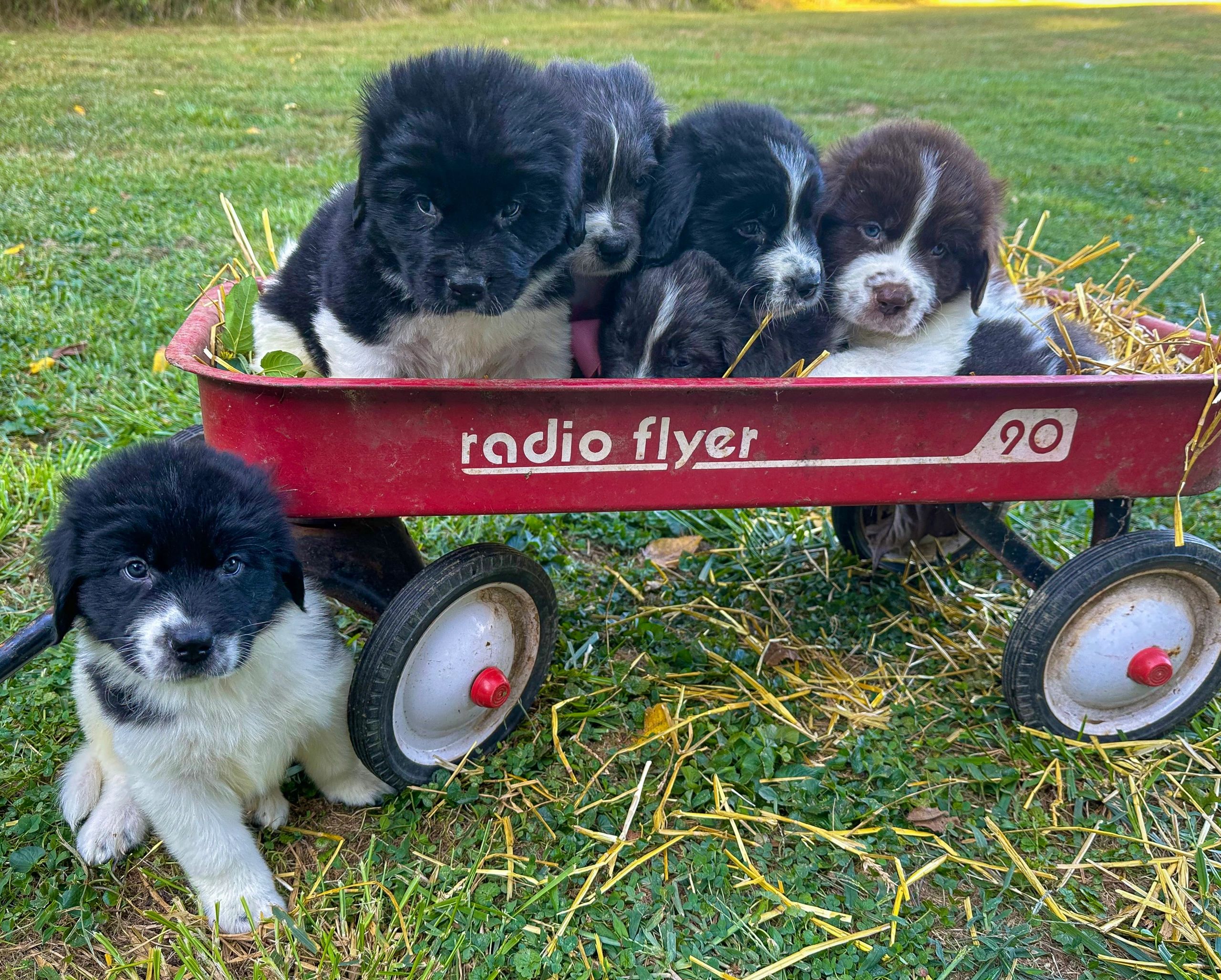A group of AKC Newfoundland puppies sitting together in a red wagon. Newfies for sale in Ohio 