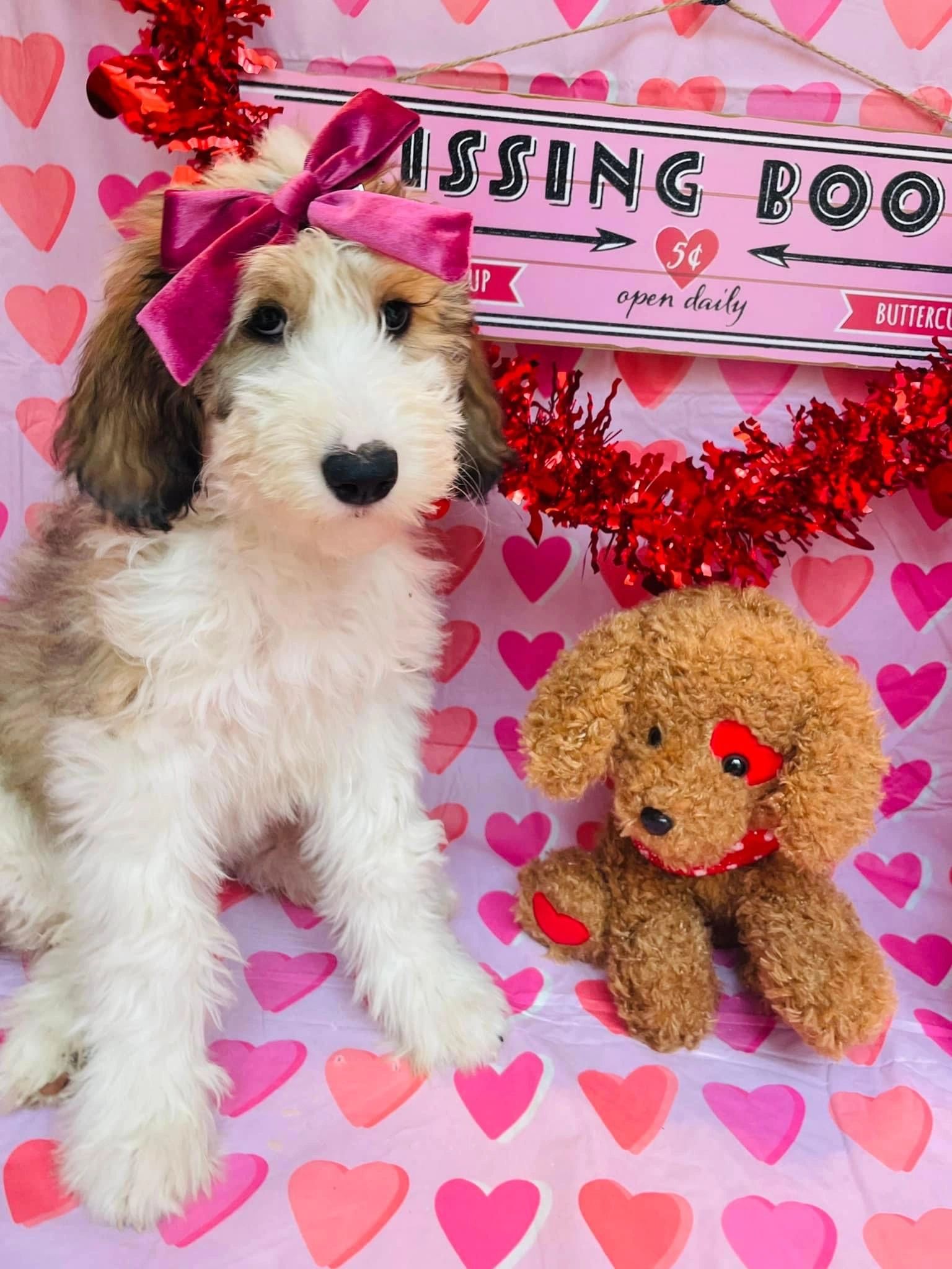 Sheepadoodle puppies family raised in Ohio. Good Dog preferred breeder 