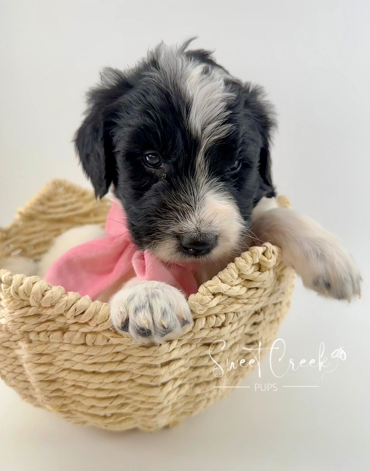 Sweet Creek Pups - Sheepadoodle Puppies, Doodle Puppies