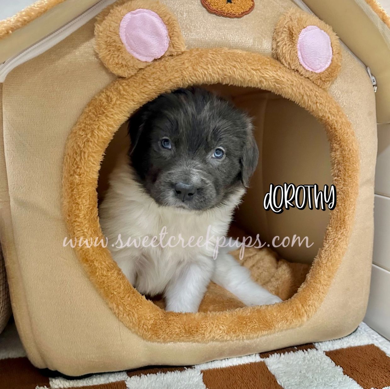 Landseer Newfoundland puppies for adoption in Ohio. AKC Newfie breeder 