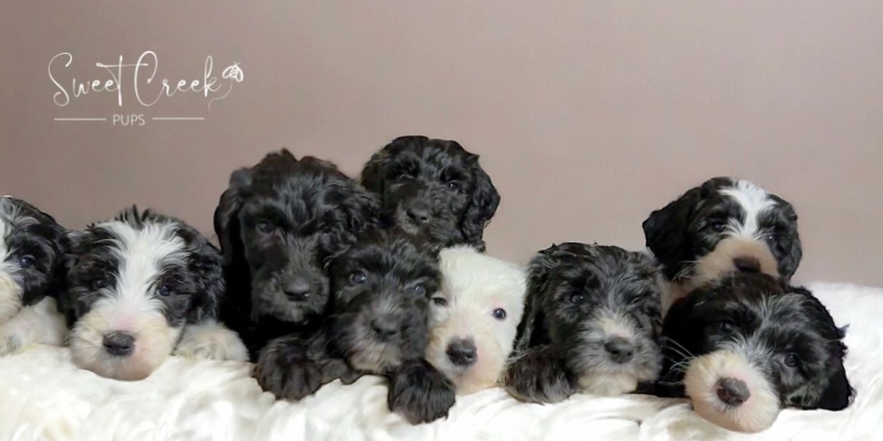 A group of Doodle puppies laying together in a soft blanket. Ohio Doodle breeder 