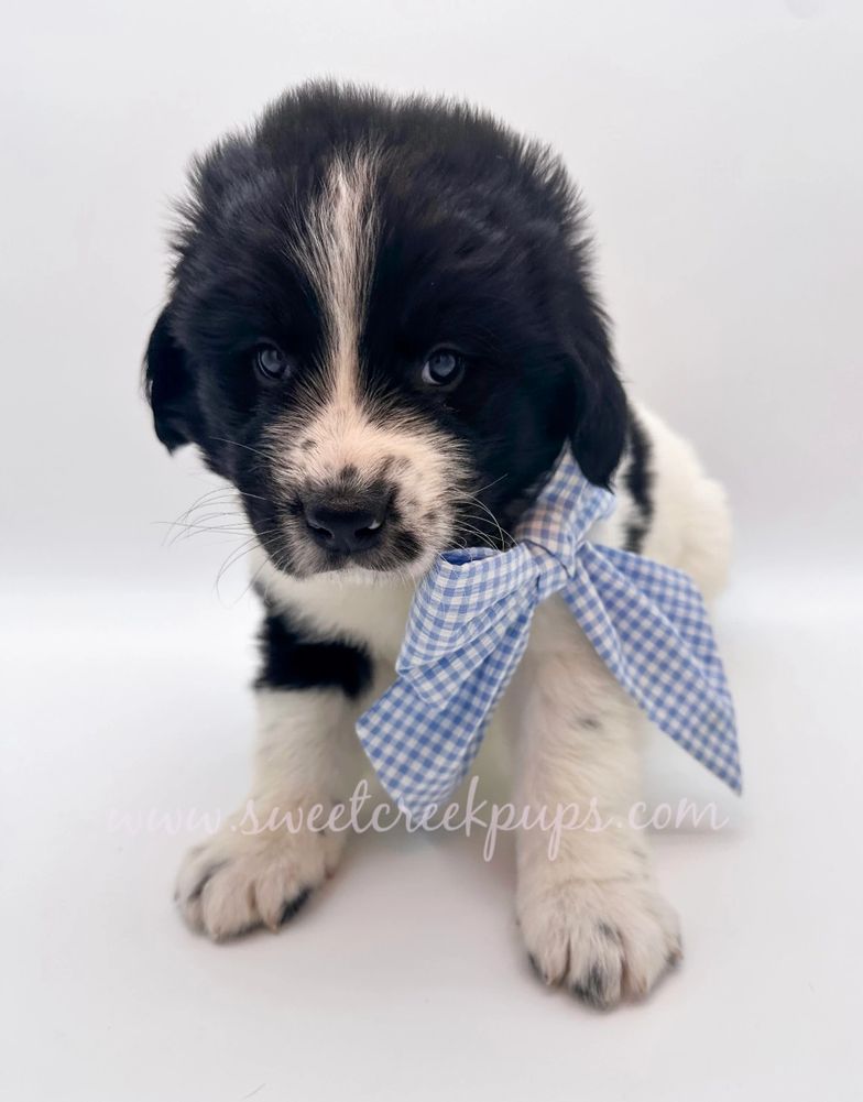 AKC Newfoundland puppies for adoption. Newfie breeder family raised puppies. GoodDog preferred 