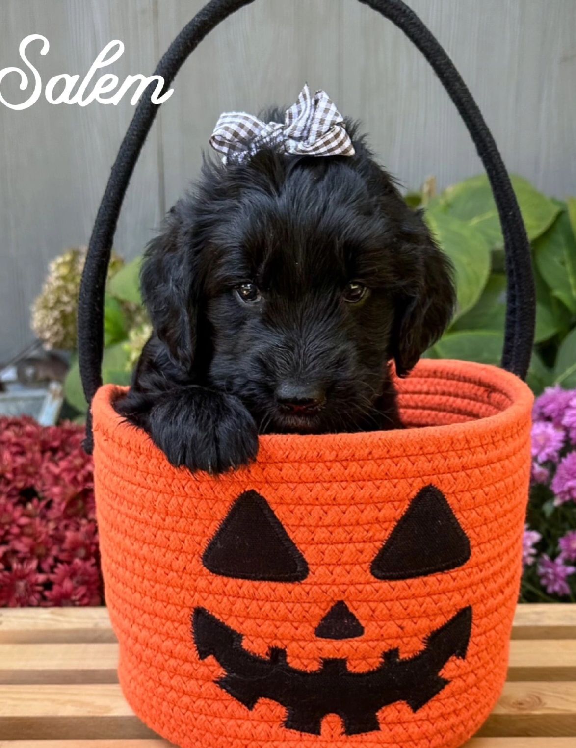 Newfypoo puppies for sale near me 