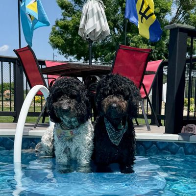 A Newfypoo dog sitting by a pool in the summertime. Ohio doodle breeder 