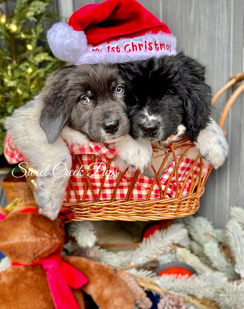 Two Newfoundland puppies wearing a Christmas Santa hat. Ohio Newfie breeder 