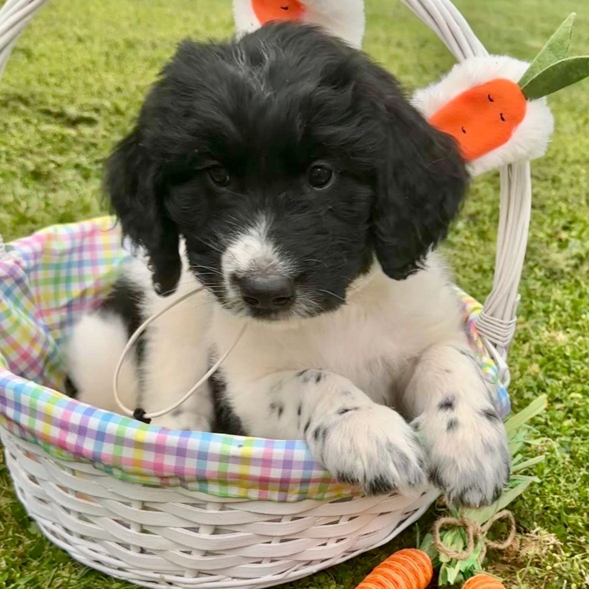 A landseer newfypoo puppy laying in the grass. Ohio newfypoo breeder 