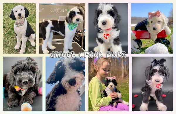 Sheepadoodle puppies raised in Ohio. Health tested parents. Good Dog preferred breeder 