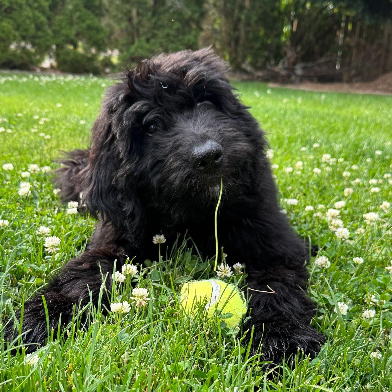 A black newfypoo puppy laying in the grass. Ohio newfypoo breeder 