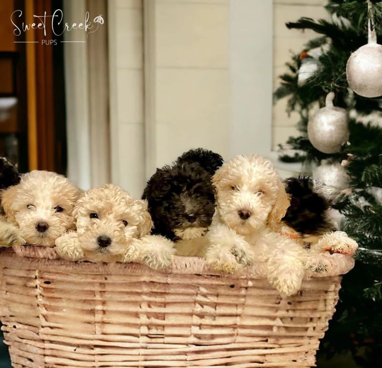 A group of Poodle puppies together in a basket 