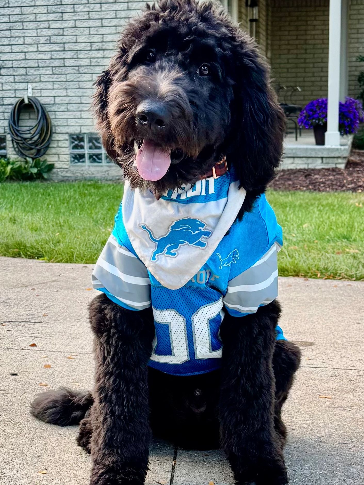 Breeder of Newfypoo puppies in Ohio. Family raised Newfie doodle puppies for adoption. 