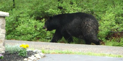 A bear strolls up Sioux Drive