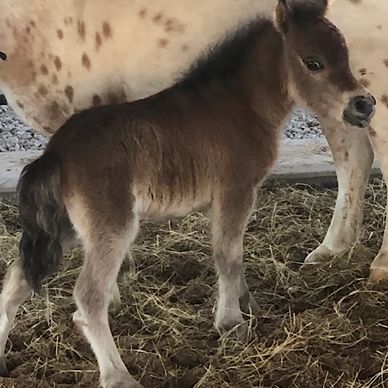 Registered miniature mare