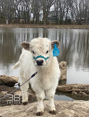 miniature highpark bullcalf