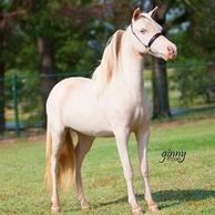 Alliance Careless Whisper
Miniature Cremello Mare Horse Blue Eyes
AMHA AMHR Registered 
Bixby, OK