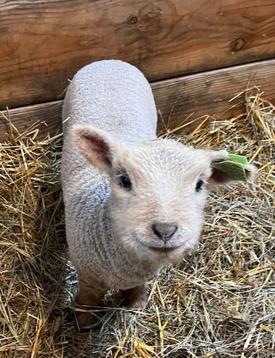 Miniature Southdown babydoll sheep