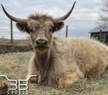 Miniature highland cow