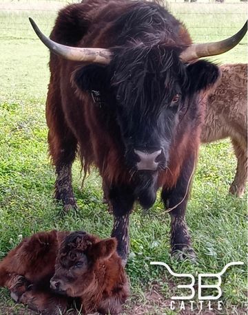 Scottish highland cow and calf 