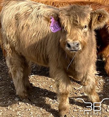 Miniature highland cattle for sale 