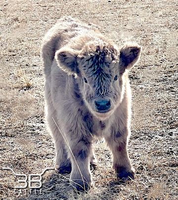 Micro mini highland cow  Miniature highland cows for sale