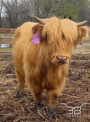 miniature highland heifer