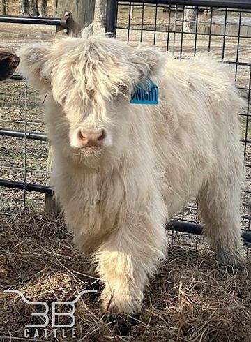 Micro mini highland cow  Miniature highland cows for sale