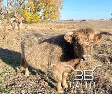 miniature highland cow