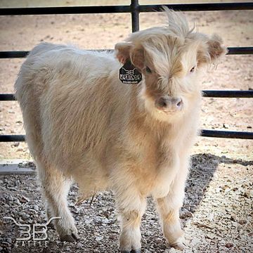 Silver Miniature highland cow for sale 