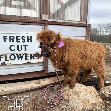 miniature highland cattle