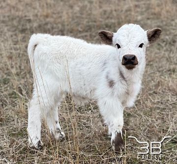 miniature highpark bullcalf