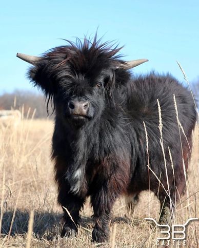 Micro miniature highland bull