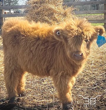 Teacup mini highland cow  Mini highland cow for sale