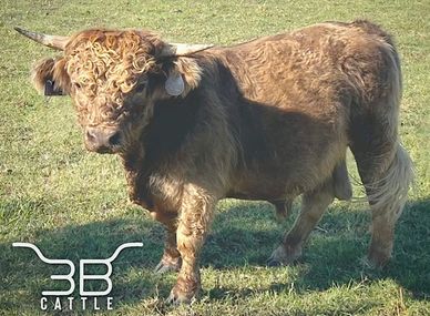 Scottish Highland Cattle - Kasuez Crosstimbers Minis