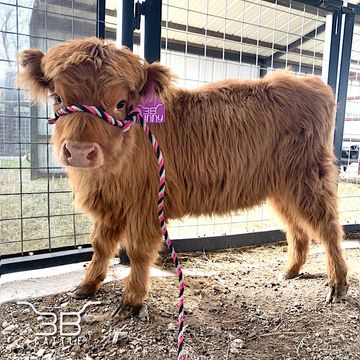 Miniature highland heifer for sale 