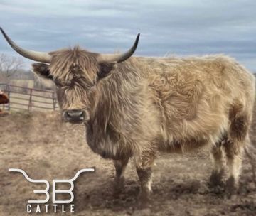 Silver Dun Scottish Highlander Cattle for sale
