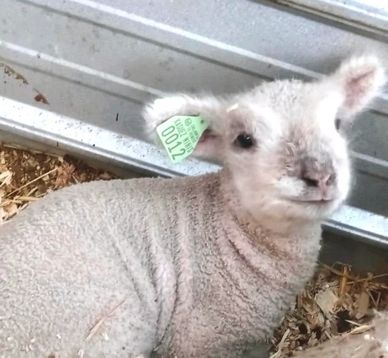 Miniature Southdown babydoll sheep