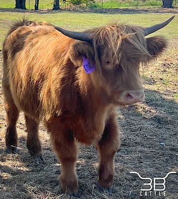 Scottish highland cow for sale 