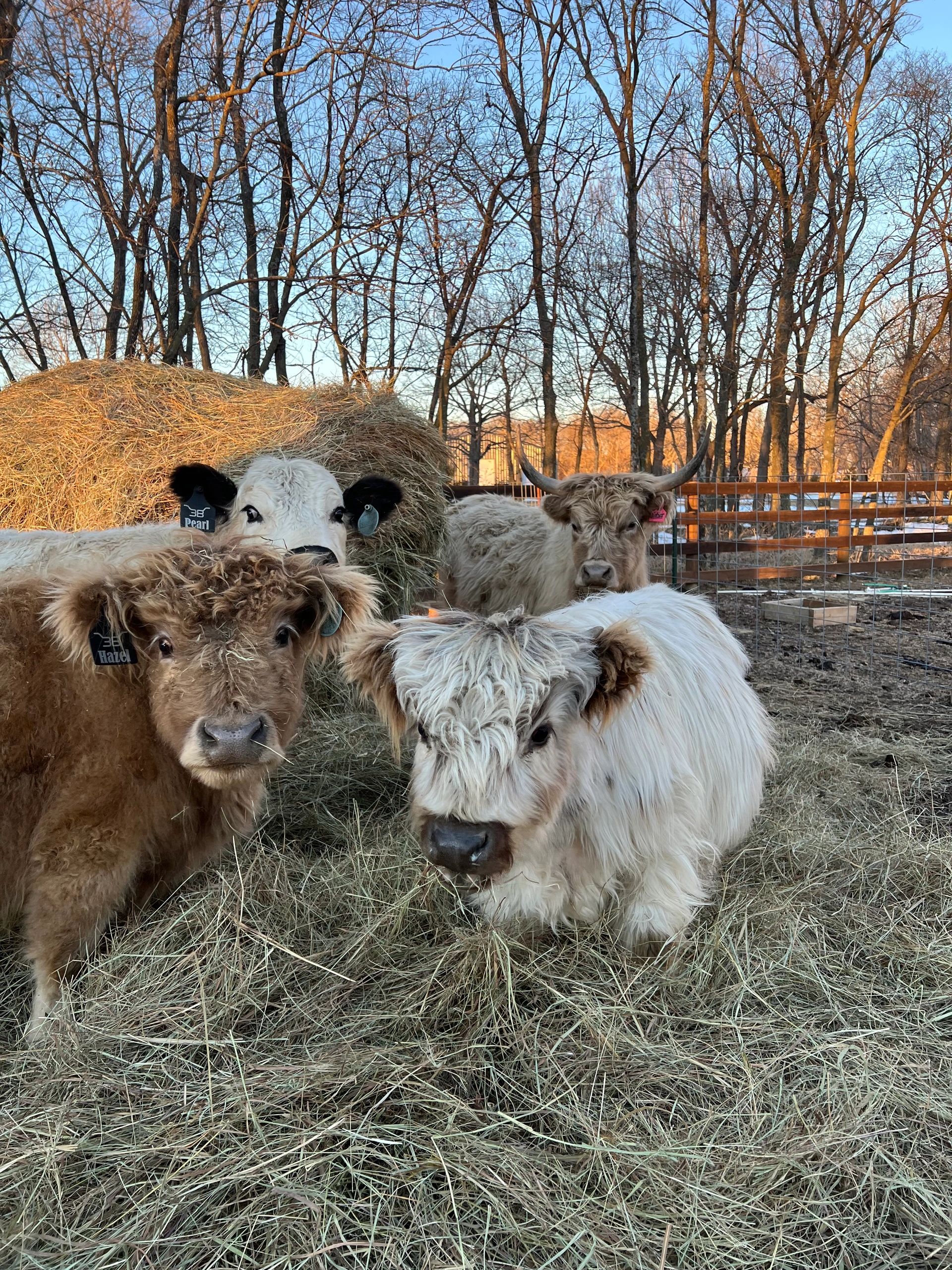 Breed Profile: Highland Cows