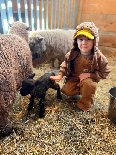 Miniature Southdown babydoll sheep 