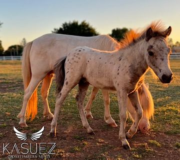 registered miniature appaloosa horse