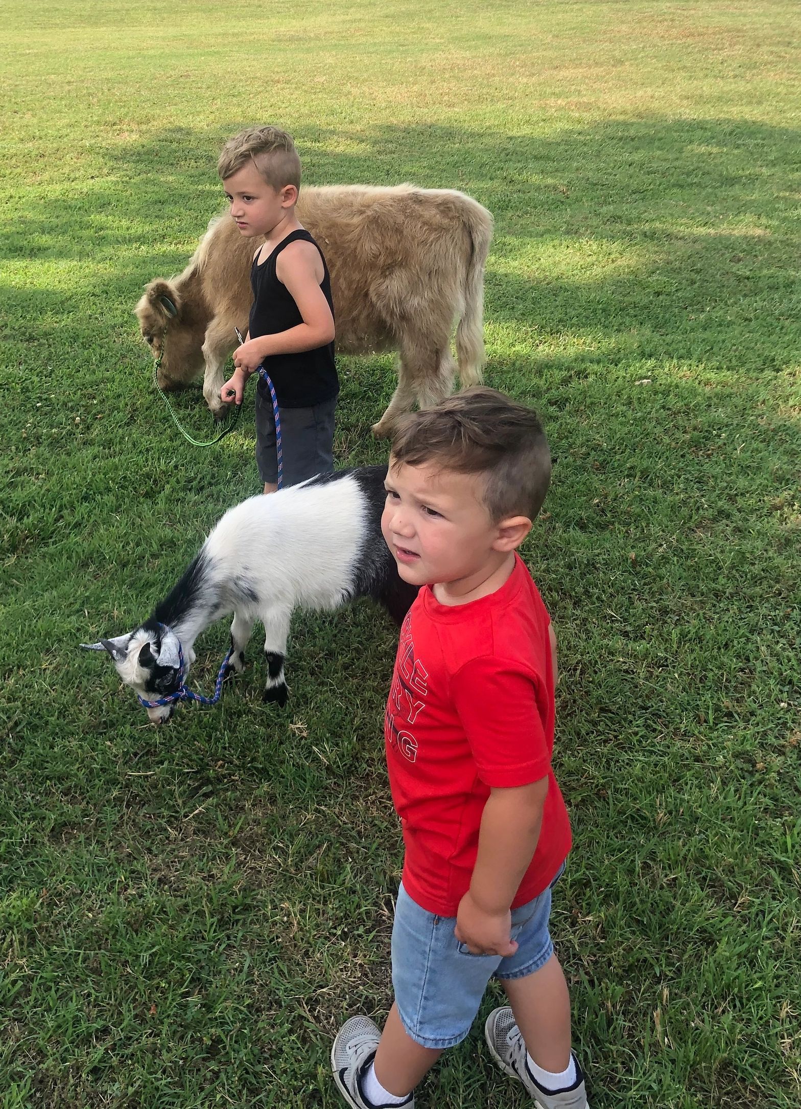 Scottish Highland Cattle - Kasuez Crosstimbers Minis