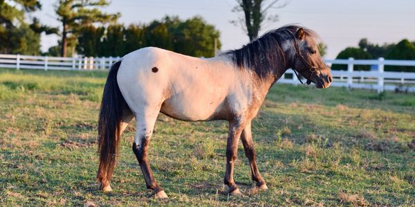 Miniature Horse Stallion Few Spot Appaloosa