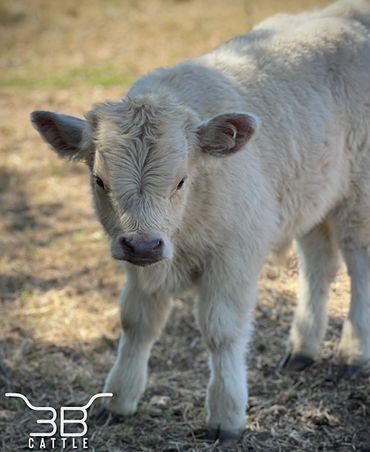 Miniature highland bull